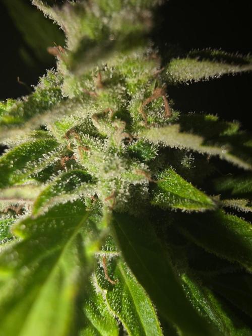 Mango sherbet auto. Week 9