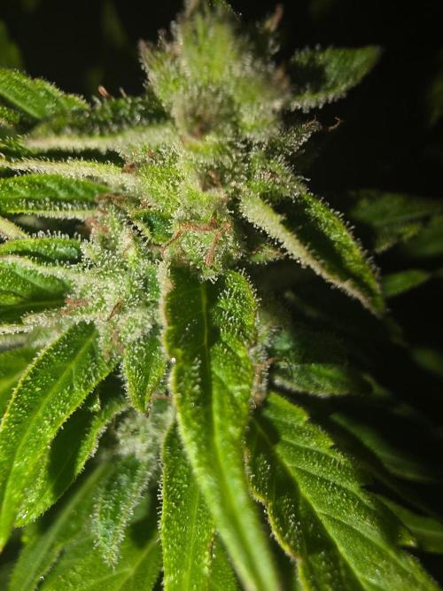 Mango sherbet auto. Week 9