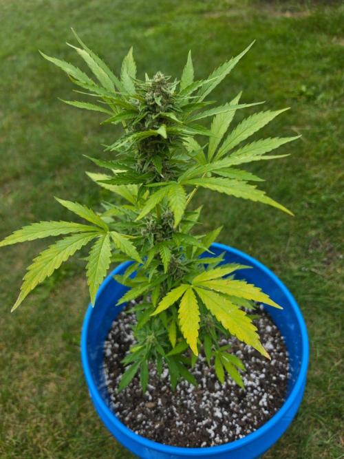 Mango sherbet auto. Week 10