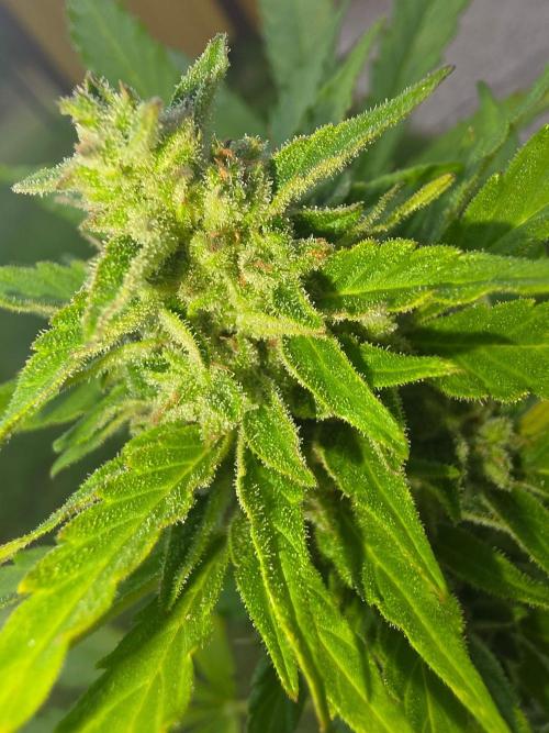 Mango sherbet auto. Week 10