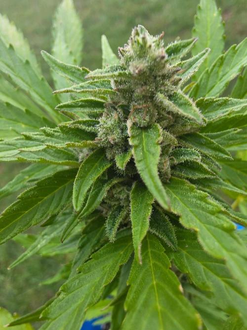 Mango sherbet auto. Week 10