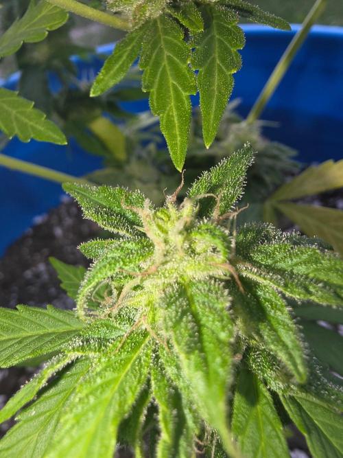 Mango sherbet auto. Week 10