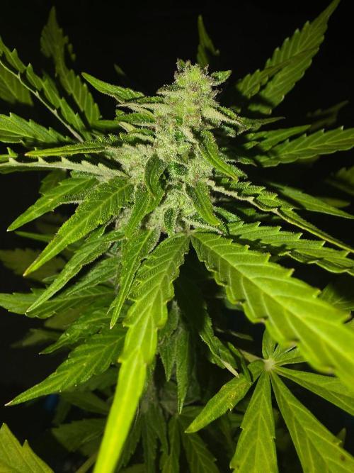 Mango sherbet auto. Week 10