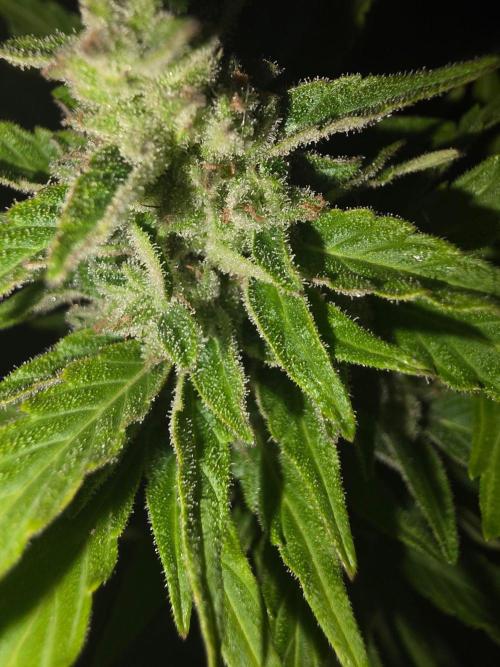 Mango sherbet auto. Week 10
