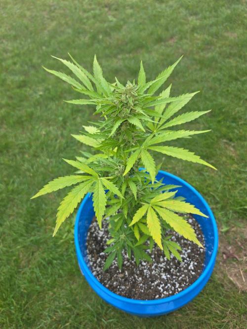 Mango sherbet auto. Week 10