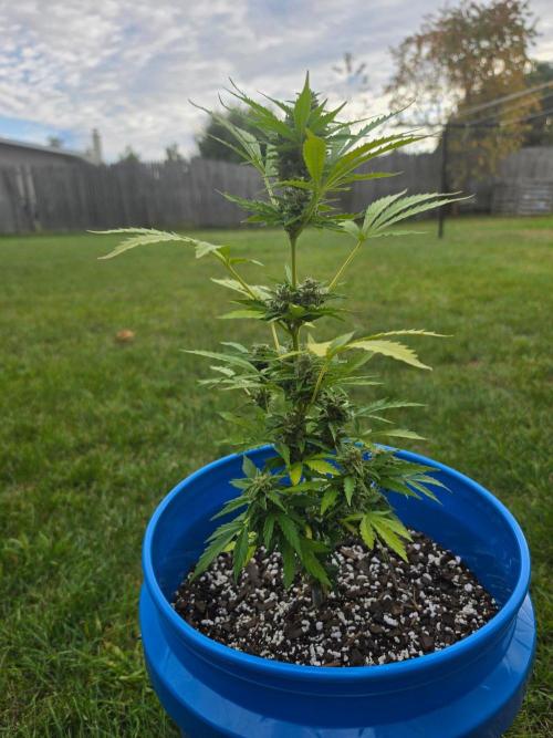 Mango sherbet auto. Week 10
