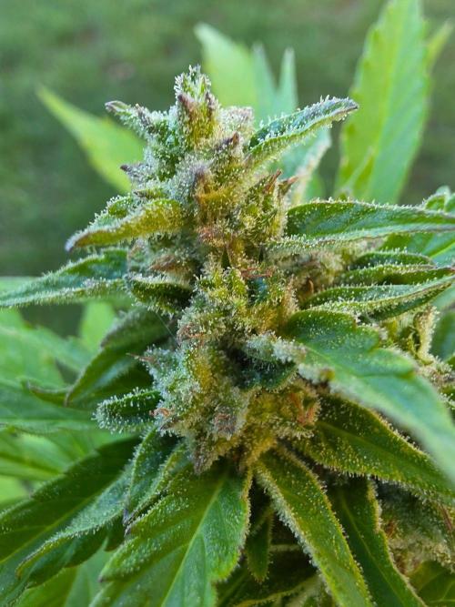 Mango sherbet auto. Week 10
