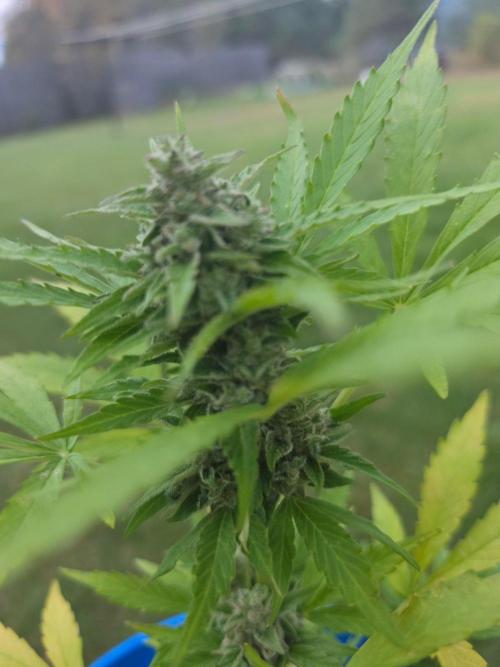 Mango sherbet auto. Week 10