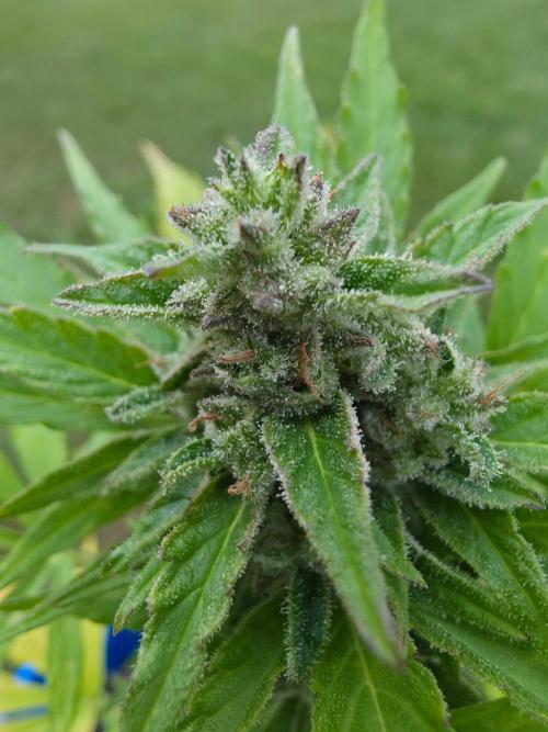 Mango sherbet auto. Week 10