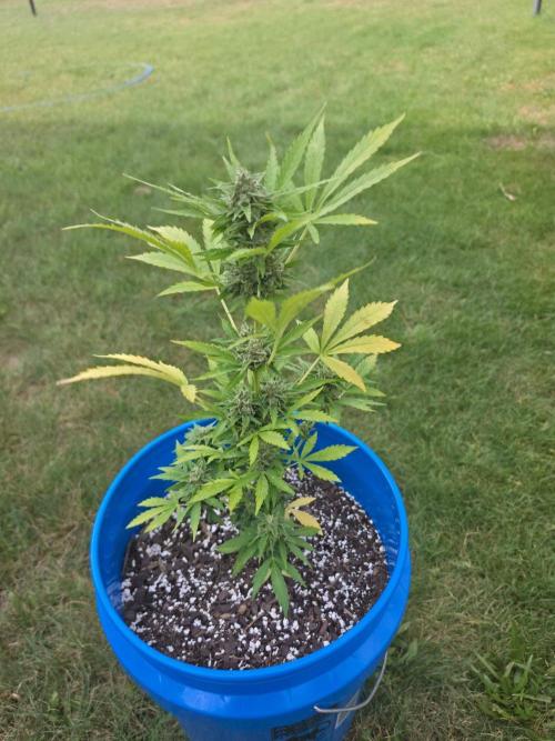Mango sherbet auto. Week 10
