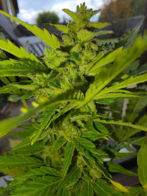 Mango sherbet auto. Week 10