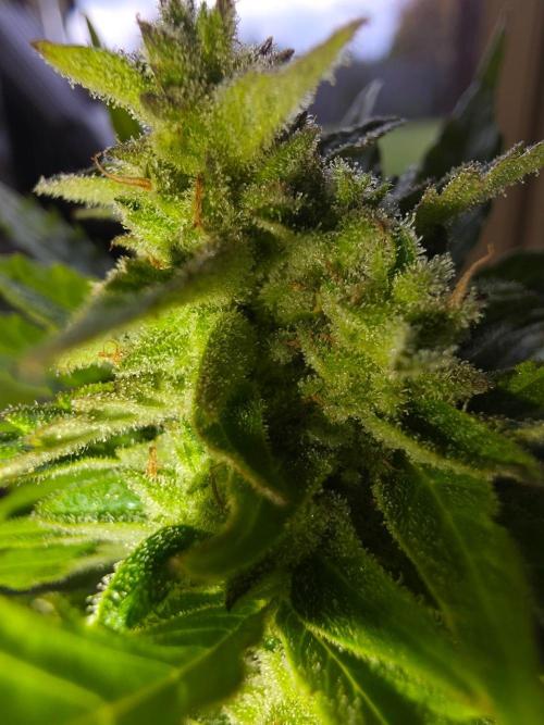 Mango sherbet auto. Week 10