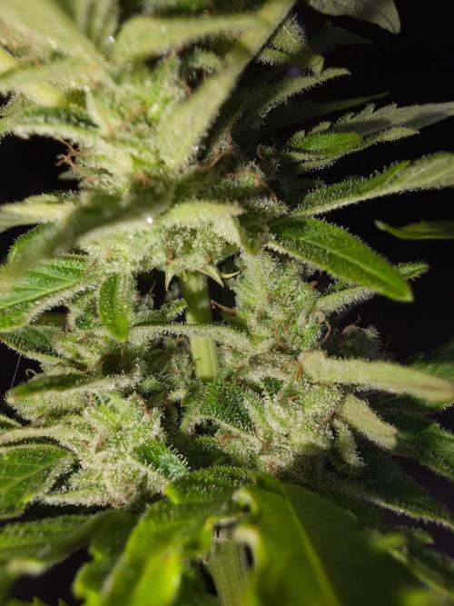 Mango sherbet auto. Week 10