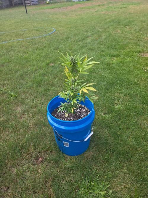 Mango sherbet auto. Week 10