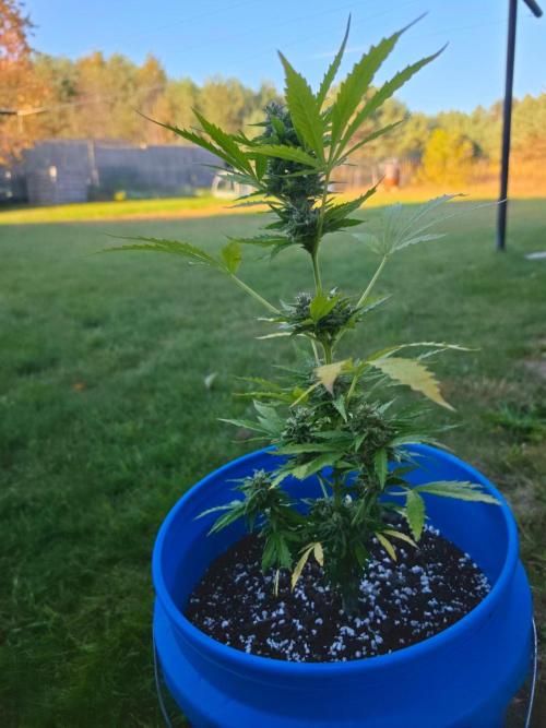 Mango sherbet auto. Week 10