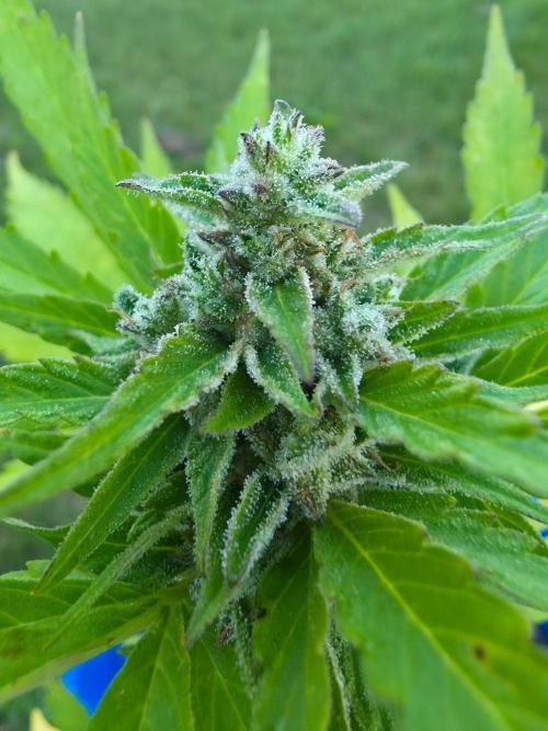 Mango sherbet auto. Week 10
