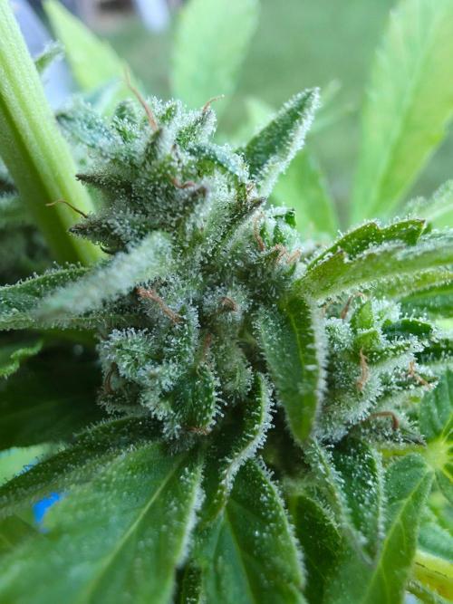 Mango sherbet auto. Week 10