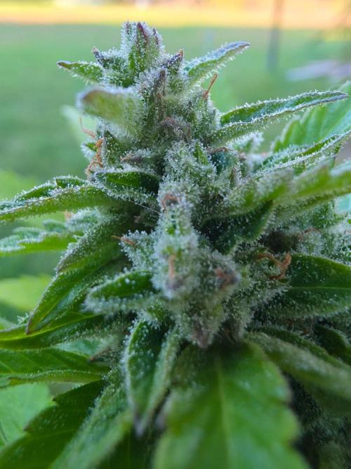 Mango sherbet auto. Week 10