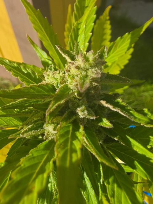 Mango sherbet auto. Week 10