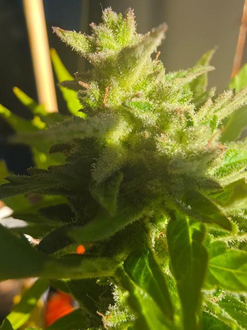 Mango sherbet auto. Week 10