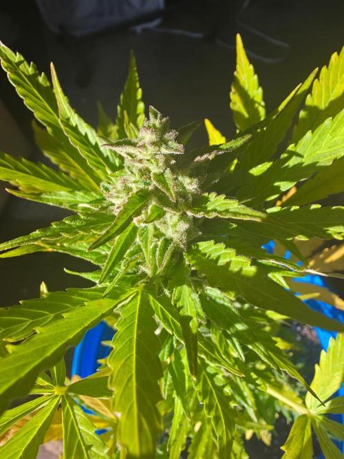 Mango sherbet auto. Week 10
