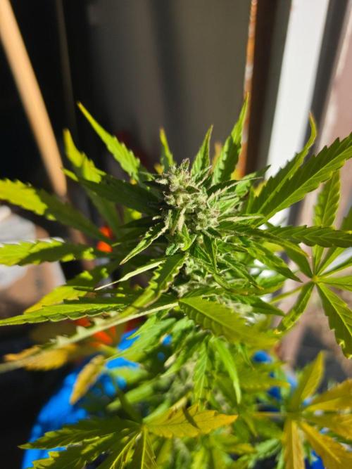 Mango sherbet auto. Week 10