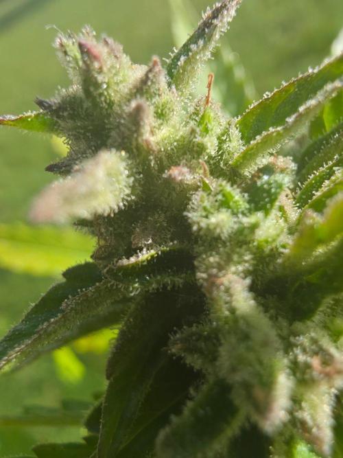 Mango Sherbet . Week 10