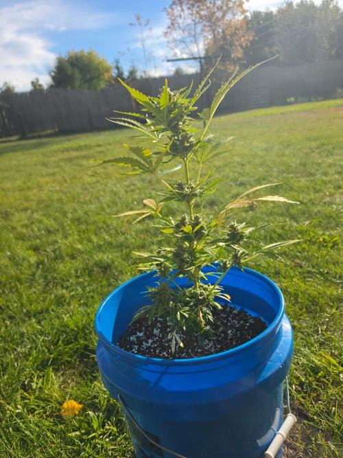 Mango sherbet auto. Week 10