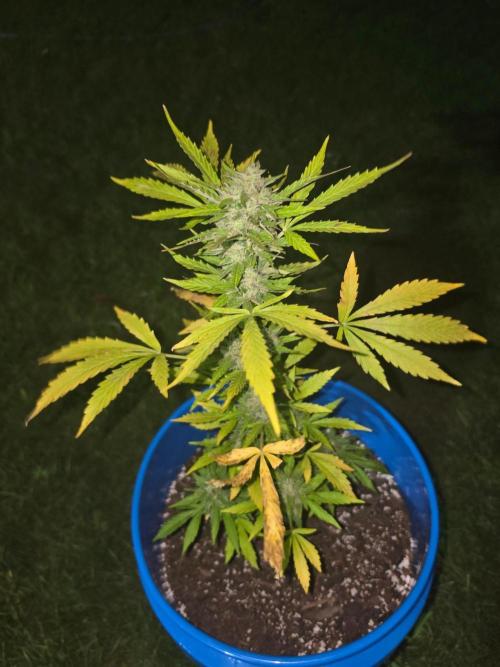 Mango sherbet auto. Week 11