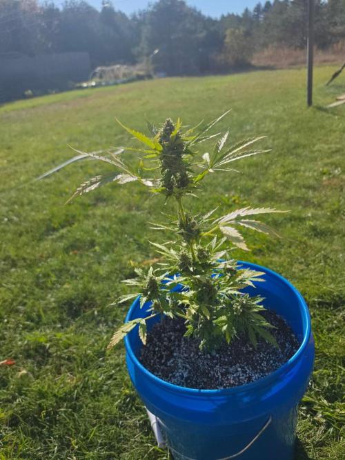 Mango sherbet auto. Week 11