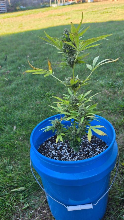 Mango sherbet auto. Week 12
