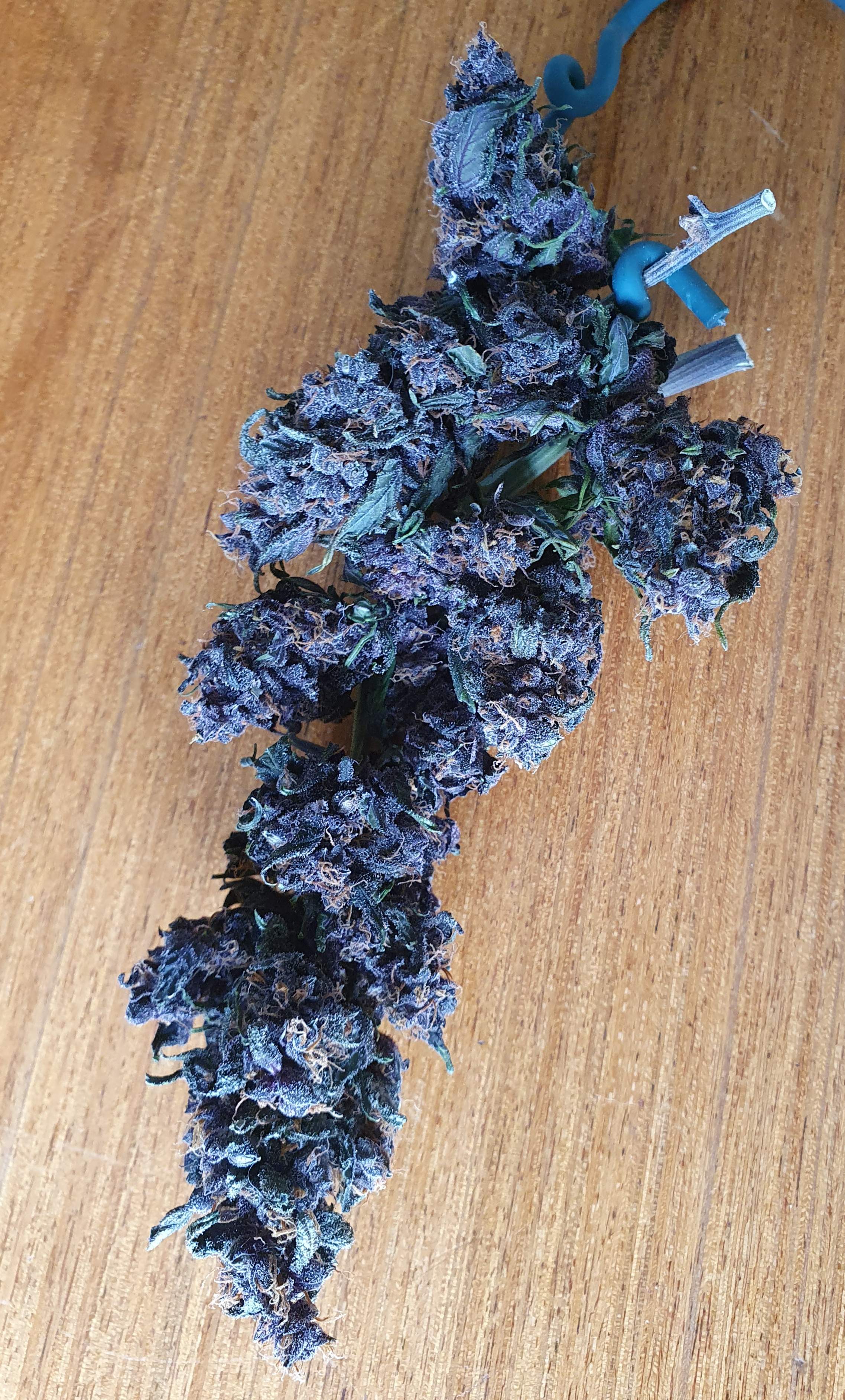 Fast Buds Blackberry Auto grow diary (journal) harvest8 by yinandyang