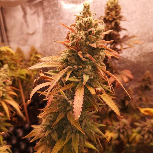 Pigeot - Farm. Week 10 - G.G. First TOP