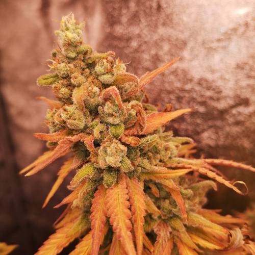 Pigeot - Farm. Week 10 - G.G. First TOP