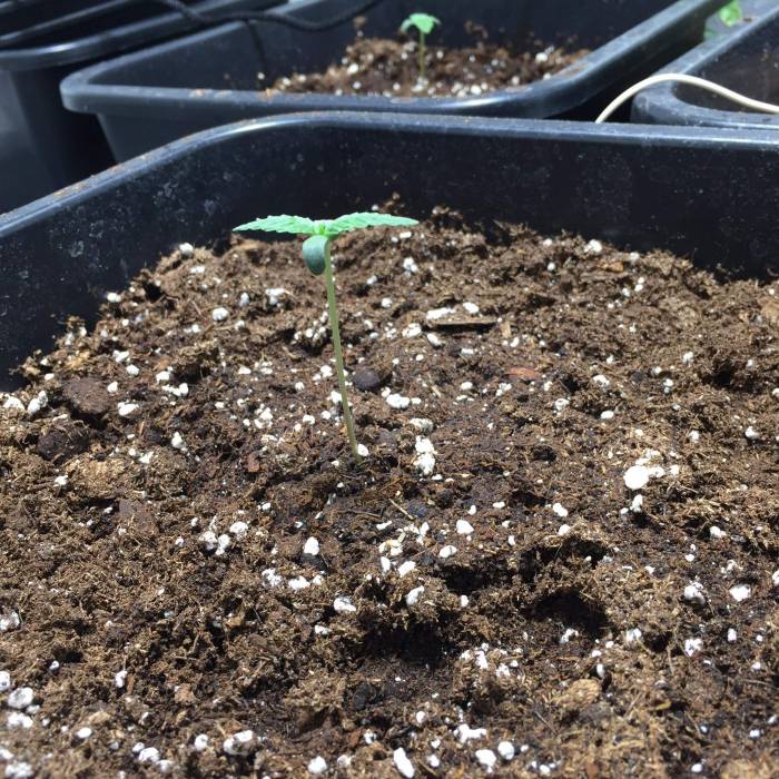 My first grow. Week 1 - 3x Mexican Airlines Auto planted in peat moss 31/12.2017