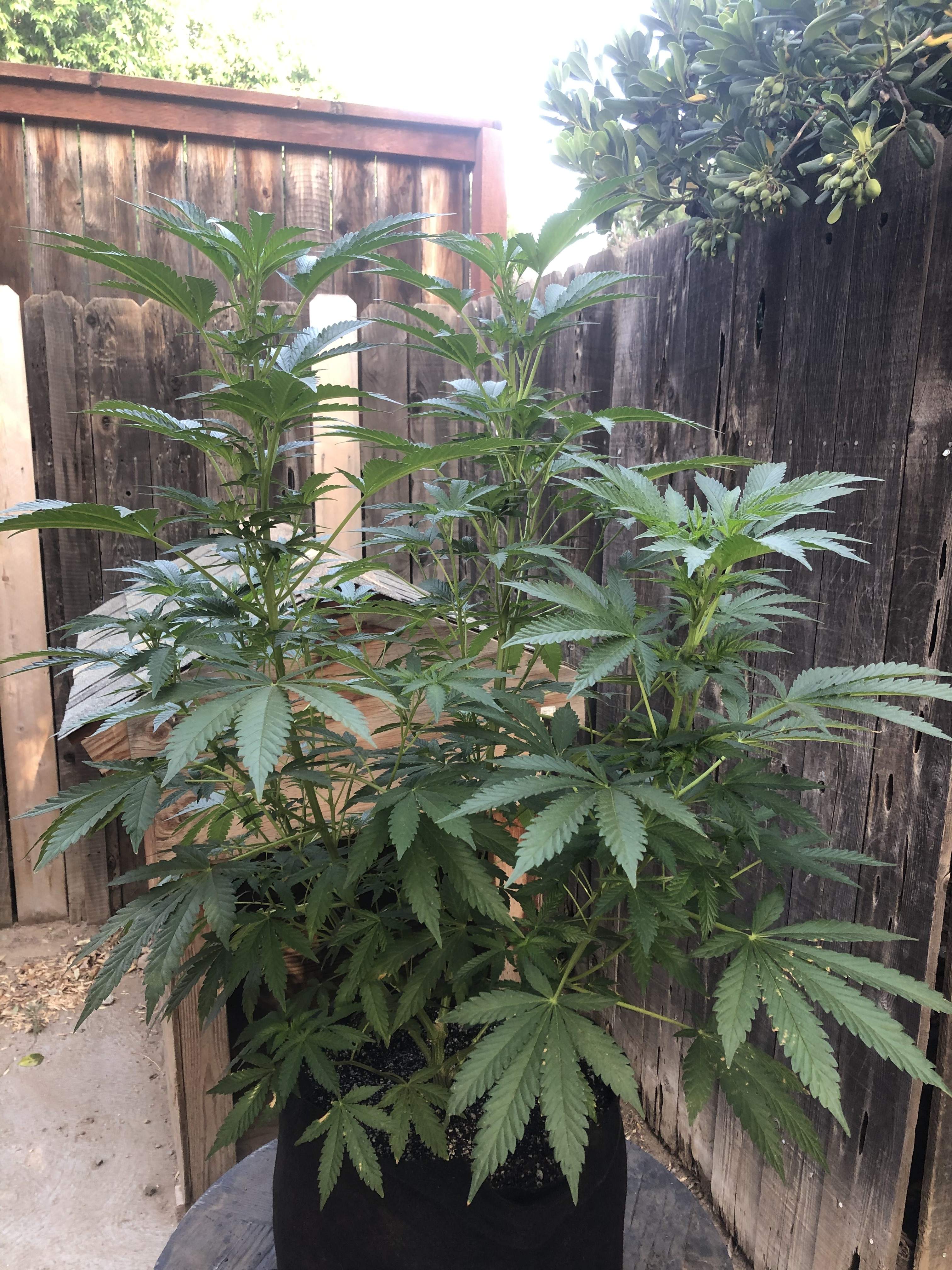 Purple punch grow diary (journal) week7 by Johnnytwoplants GrowDiaries