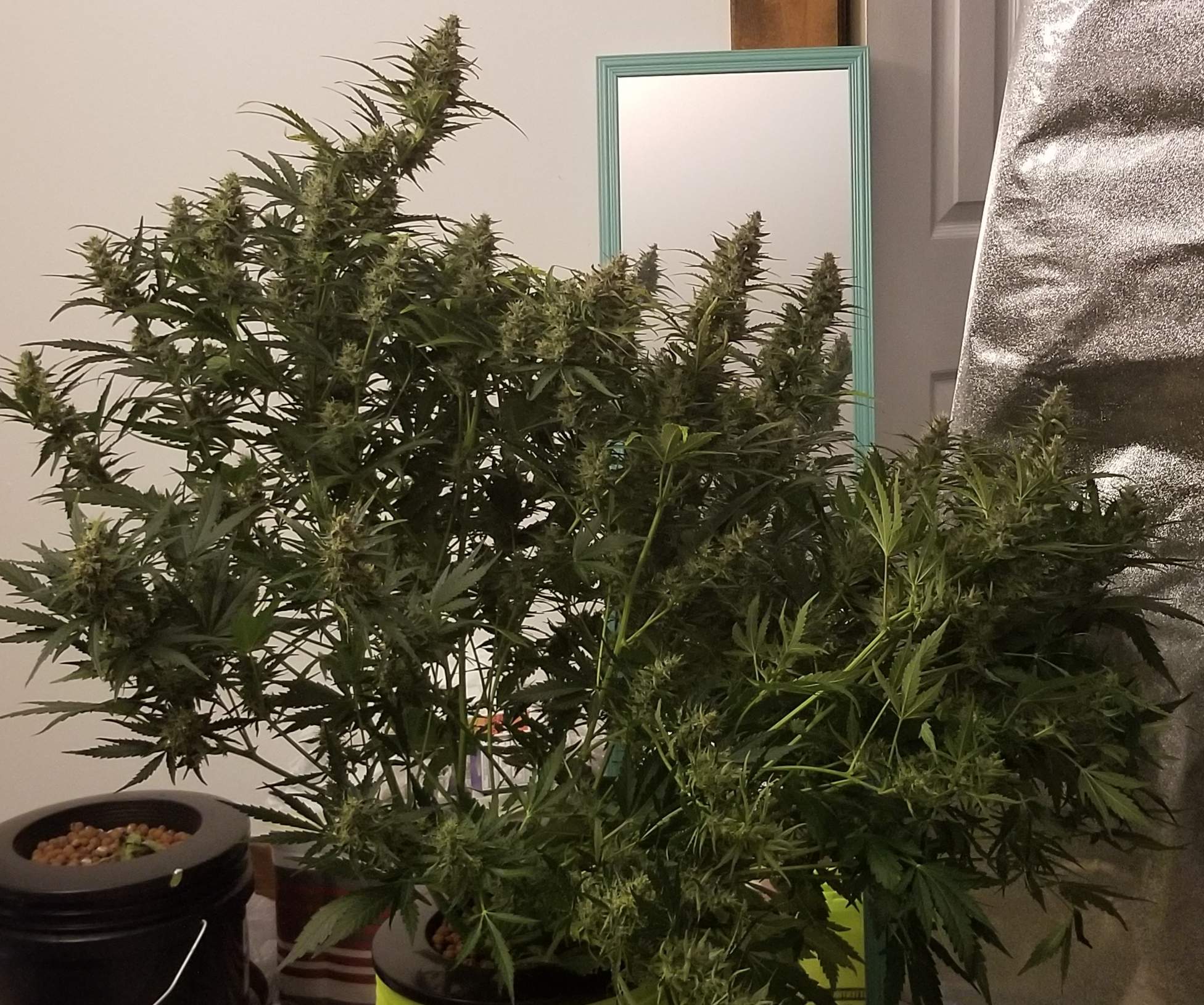ILGM Gorilla Glue Autoflower grow diary (journal) week10 by