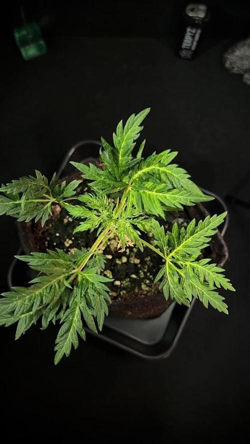 Terpyz Regular seeds & The Jorney with Mentha De Croco !