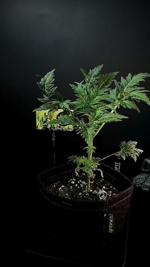 Terpyz Regular seeds & The Jorney with Mentha De Croco !