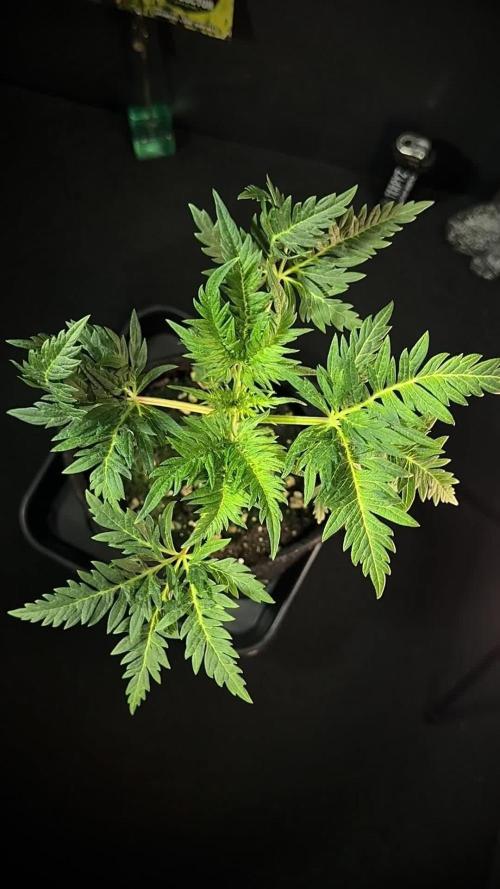 Terpyz Regular seeds & The Jorney with Mentha De Croco !