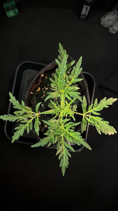 Terpyz Regular seeds & The Jorney with Mentha De Croco !