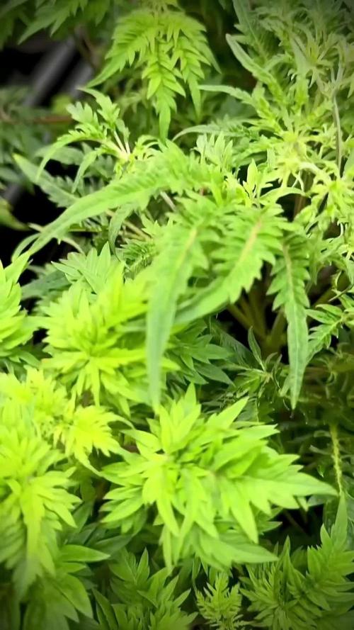 Terpyz Regular seeds & The Jorney with Mentha De Croco !