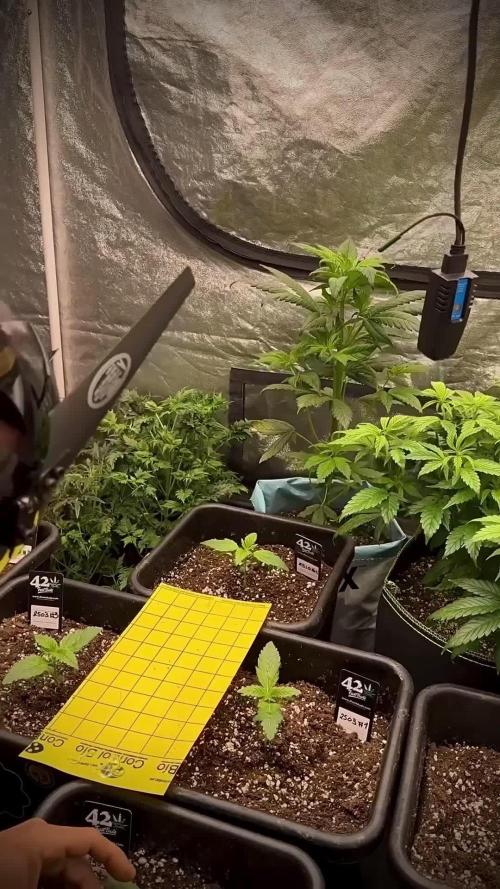 Terpyz Regular seeds & The Jorney with Mentha De Croco !