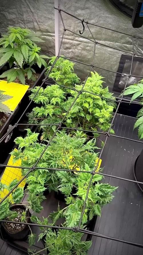 Terpyz Regular seeds & The Jorney with Mentha De Croco !