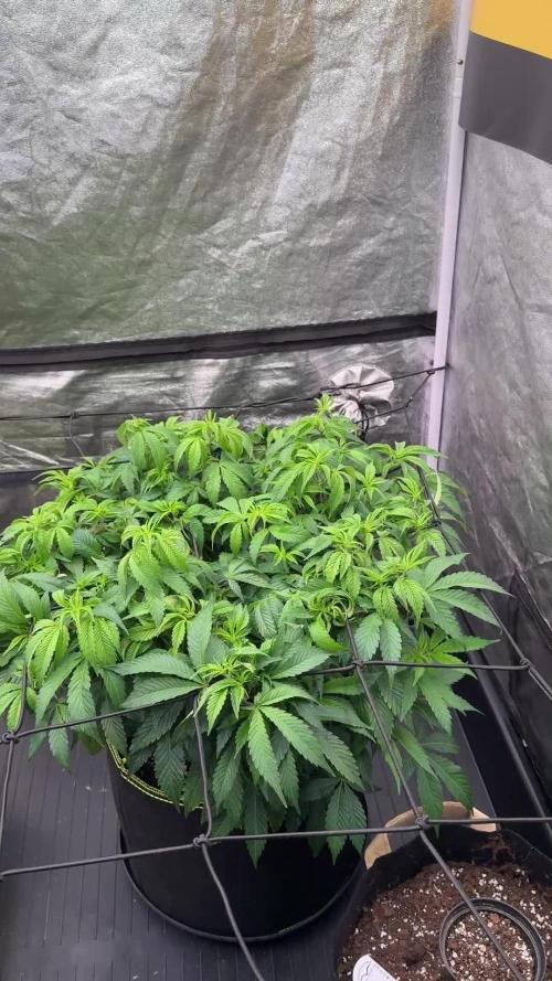 Terpyz Regular seeds & The Jorney with Mentha De Croco !