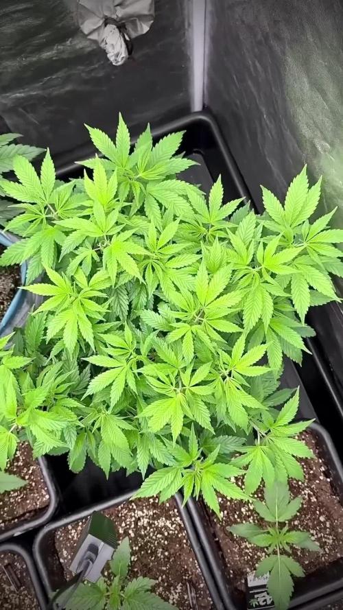 SeedsmanSeeds Road Trip with the White OG