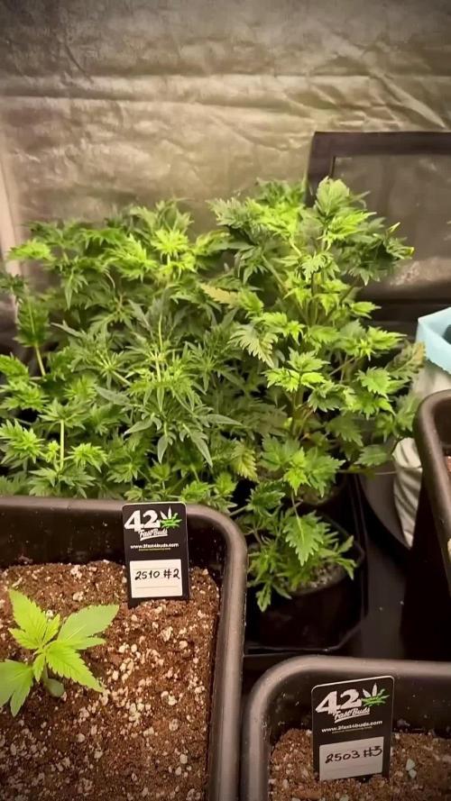 SeedsmanSeeds Road Trip with the White OG