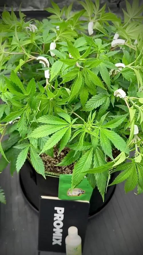 SeedsmanSeeds Road Trip with the White OG