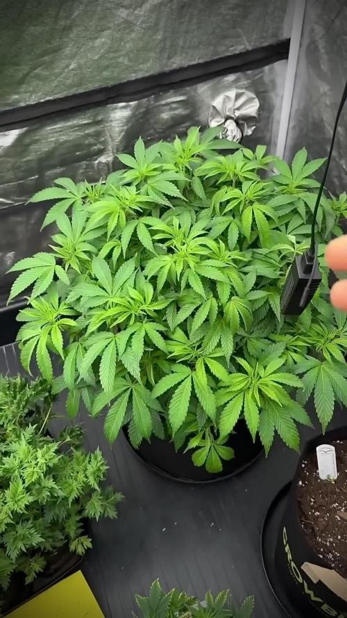 SeedsmanSeeds Road Trip with the White OG