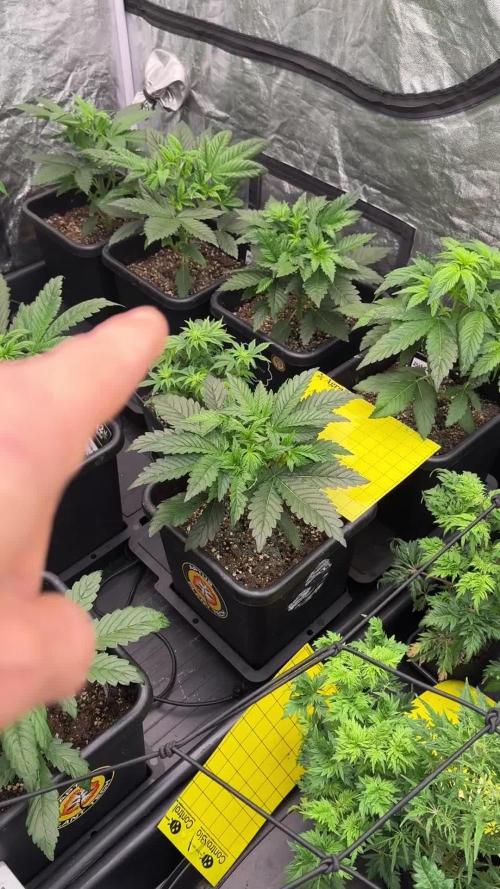 SeedsmanSeeds Road Trip with the White OG